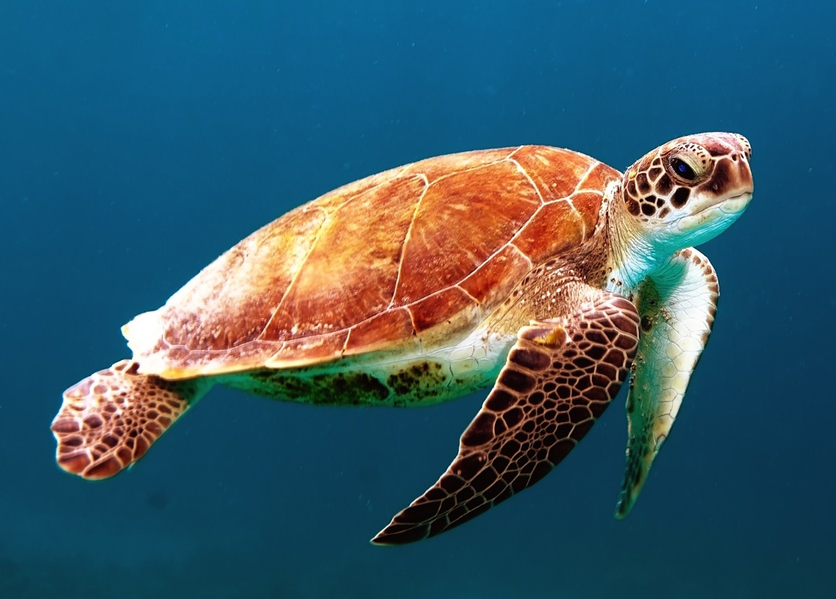 Turtle day
